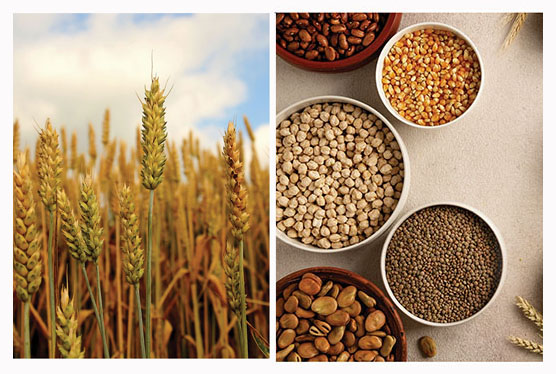 Millet Momentum A 2023 Success Story