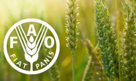 Uzbekistan Elected to FAO Council for 2028–2029 Term