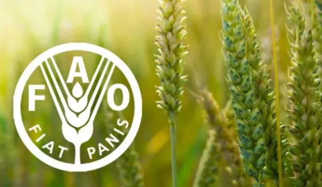 Uzbekistan Elected to FAO Council for 2028–2029 Term
