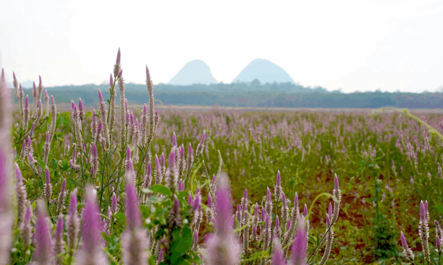 Perlis, Malaysia: Scenic Viewpoints and Photo-Worthy Landscapes at the Northern Edge