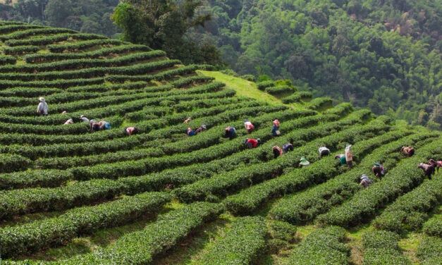 Moc Chau Gains Recognition as One of Asia’s Emerging Trail Running Destinations