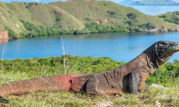 Labuan Bajo Highlights Sustainable Tourism Through Nature and Community Experiences